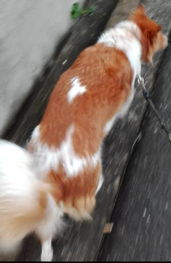 プチブロック飼い犬2