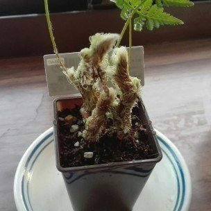 観葉植物1