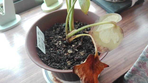 観葉植物1年2
