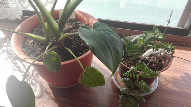 観葉植物1年36