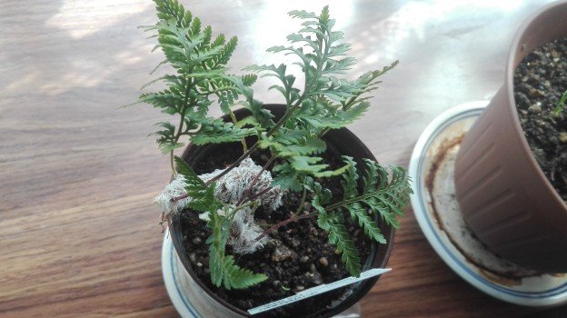 観葉植物1年6