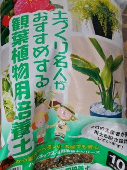 観葉植物９１