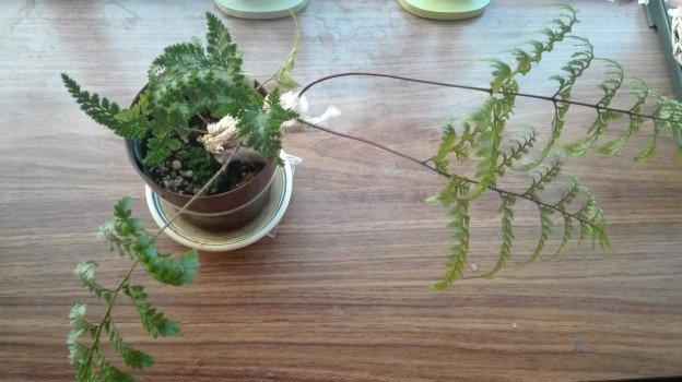 観葉植物1年26