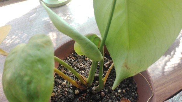観葉植物1年5