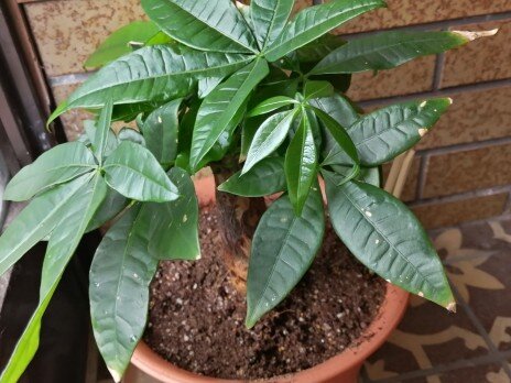 観葉植物915