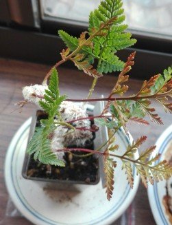 観葉植物12