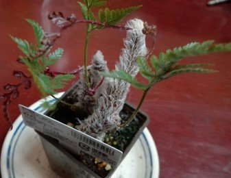 観葉植物9