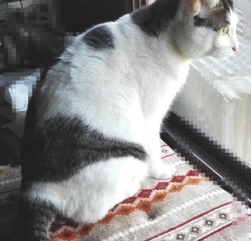 プチブロック飼い猫3