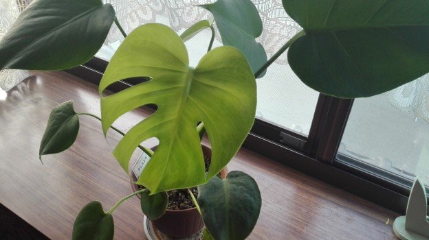 観葉植物1年25