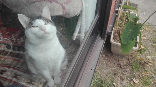 猫と犬3