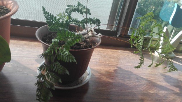 観葉植物1年38
