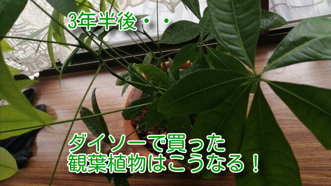 観葉513