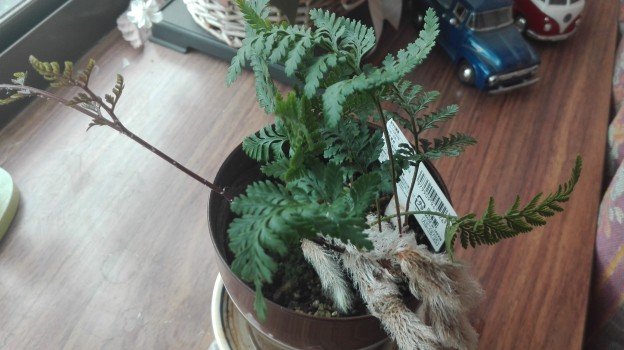観葉植物1年21