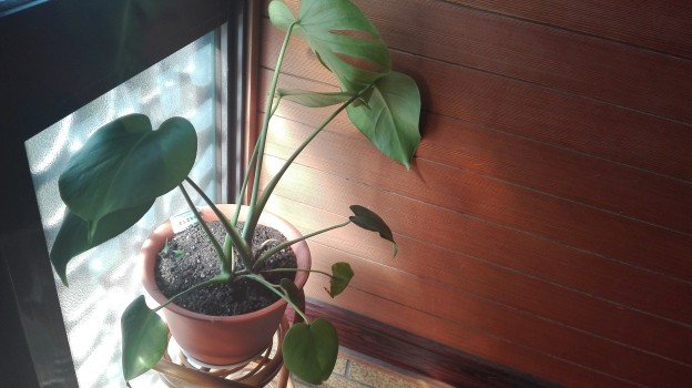 観葉植物1年41