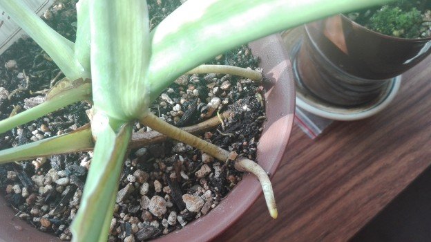 観葉植物1年29