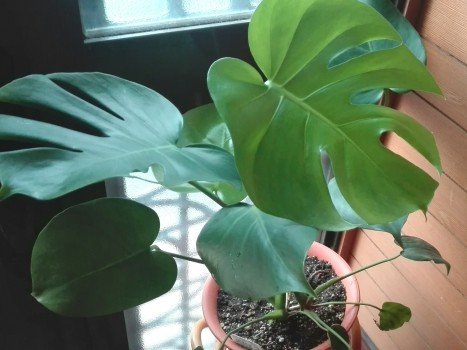 観葉植物1年49