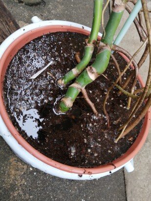 観葉植物913