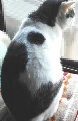 プチブロック飼い猫1