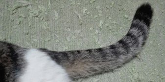 プチブロック飼い猫5