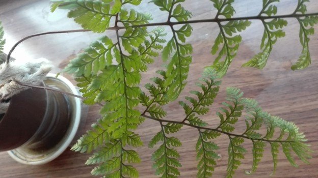 観葉植物1年27