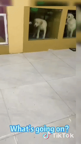 犬 おやつ欲しい媚び売るわん 男 散歩いこ 犬 いくわん わんわんいくわん あー 暇人 O 速報 ライブドアブログ