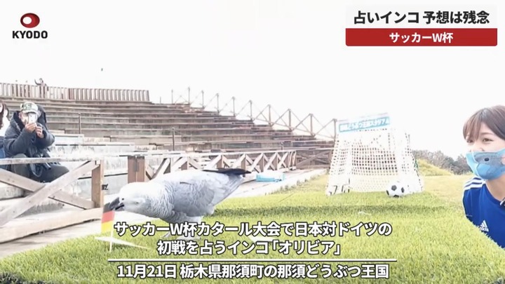 【悲報】栃木のインコ????「ドイツガカツ」