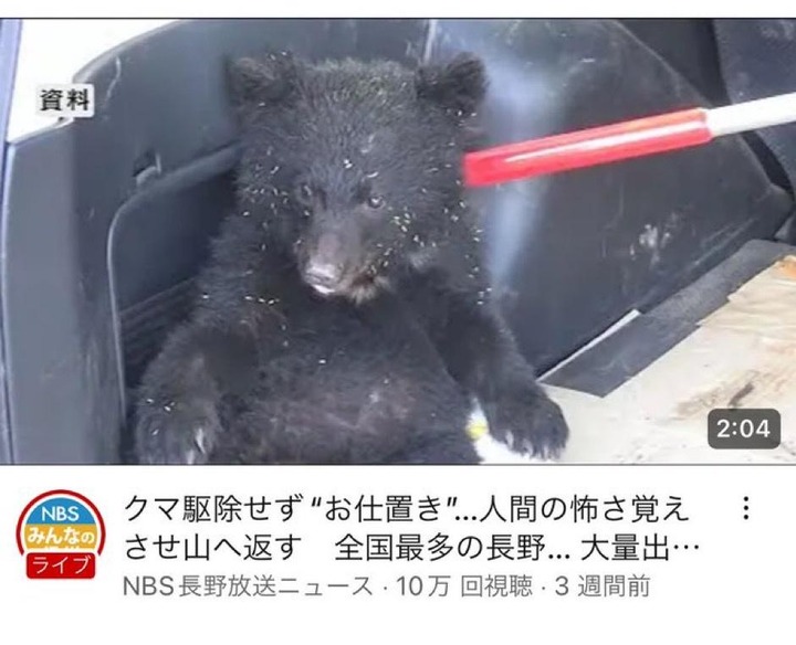 【画像あり】日本の熊対策が流出ｗｗｗｗｗｗｗｗｗｗｗｗ