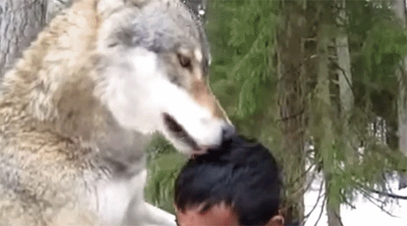 ワイ 小型犬は嫌いや チワワ 近寄ってきてワイの膝にお座り 暇人 O 速報 ライブドアブログ