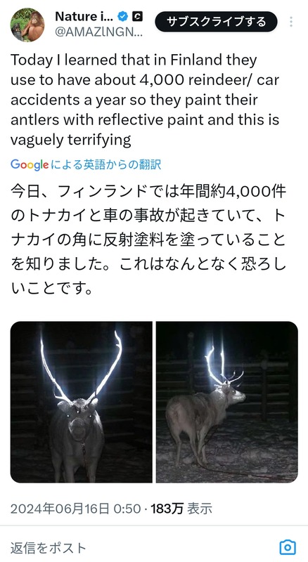 【画像あり】フィンランドのトナカイ、事故防止のため角に反射塗料を塗られて神々しくなるｗｗｗｗｗｗｗ