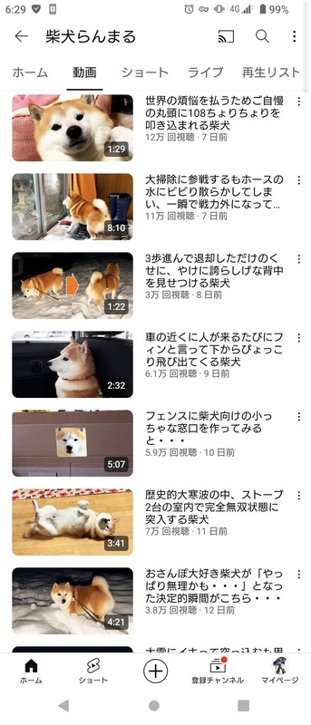 【画像あり】被災した柴犬らんまるさん、再生数バク上がり