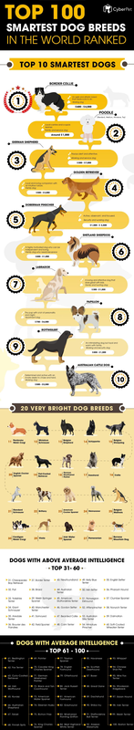 犬の賢さランキングｗｗｗｗｗｗｗｗｗｗｗ なんと柴犬は 暇人 O 速報 ライブドアブログ
