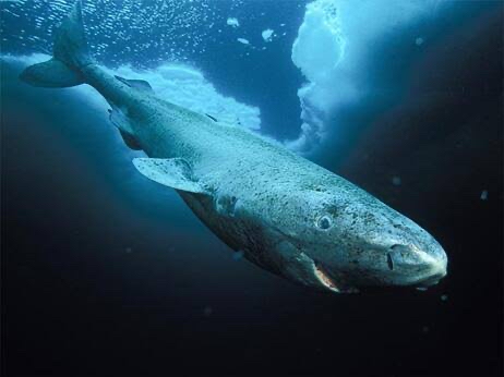 【画像】500年以上生きるサメが発見される