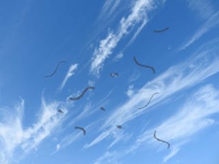 【画像あり】飛蚊症の人の視界がヤバすぎる
