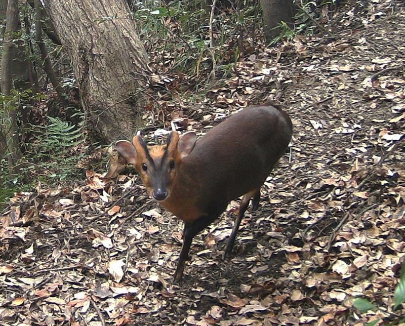 キョン が千葉で大繁殖 絶望の100万頭へ ろいアンテナ