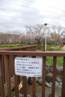 花見禁止令「なんでアカンのや！」怒声に小競り合い