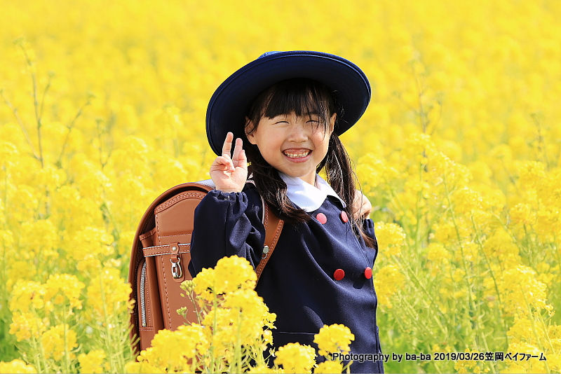 笠岡ベイファームの菜の花が満開 ばあばのお家 笠岡ベイファームの菜の花が満開 ばあばのお家