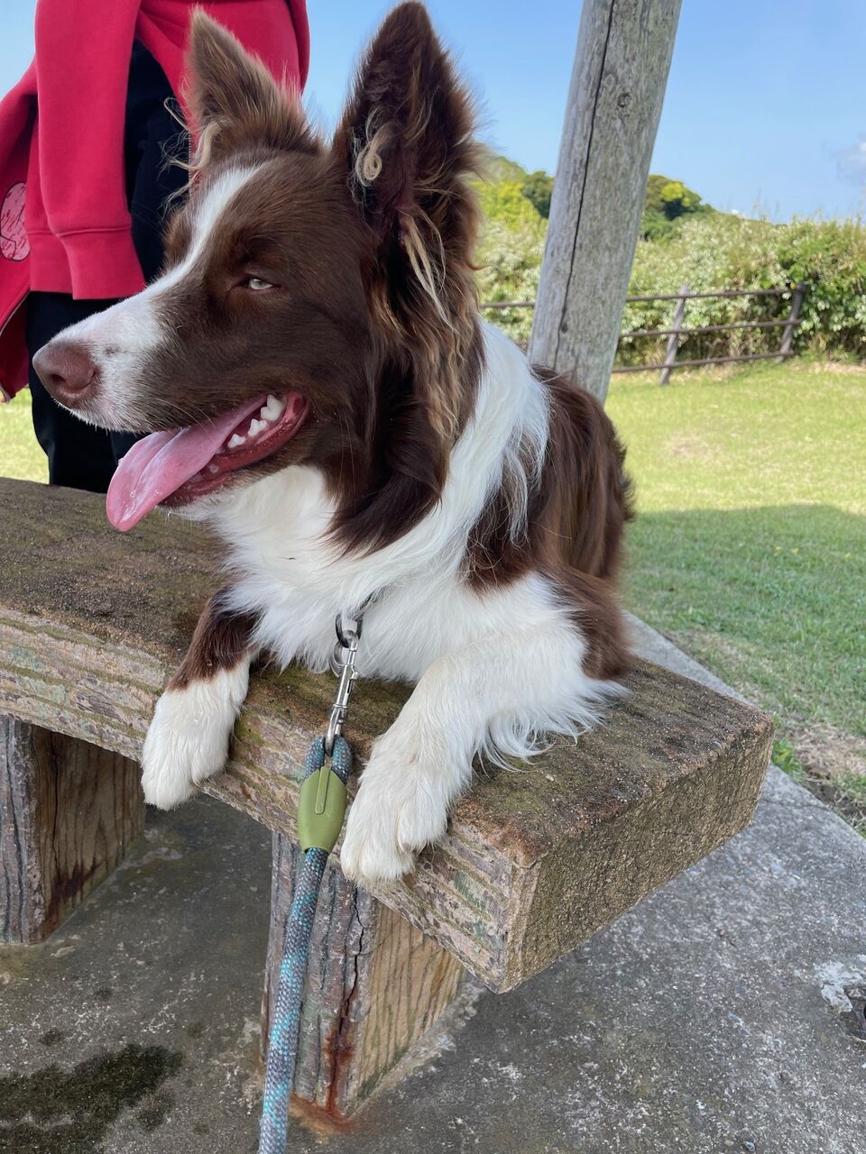 付かれた犬
