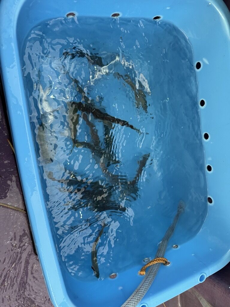 Image - 2026-04-04T171206.039