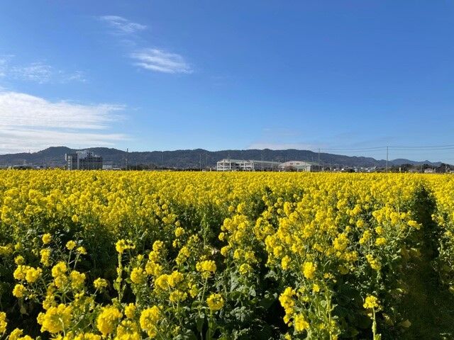 鴨川市 菜の花ロード 房総の不動産会社 エンゼル不動産房総店リゾート日記 鴨川市 菜の花ロード 房総の不動産会社 エンゼル不動産房総店リゾート日記