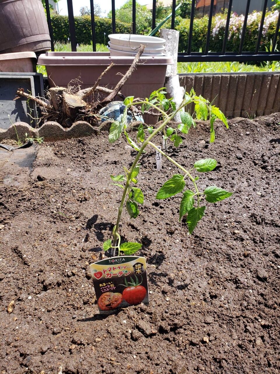 tomato