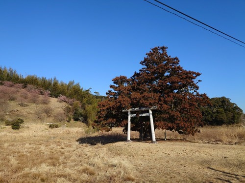 二本杉