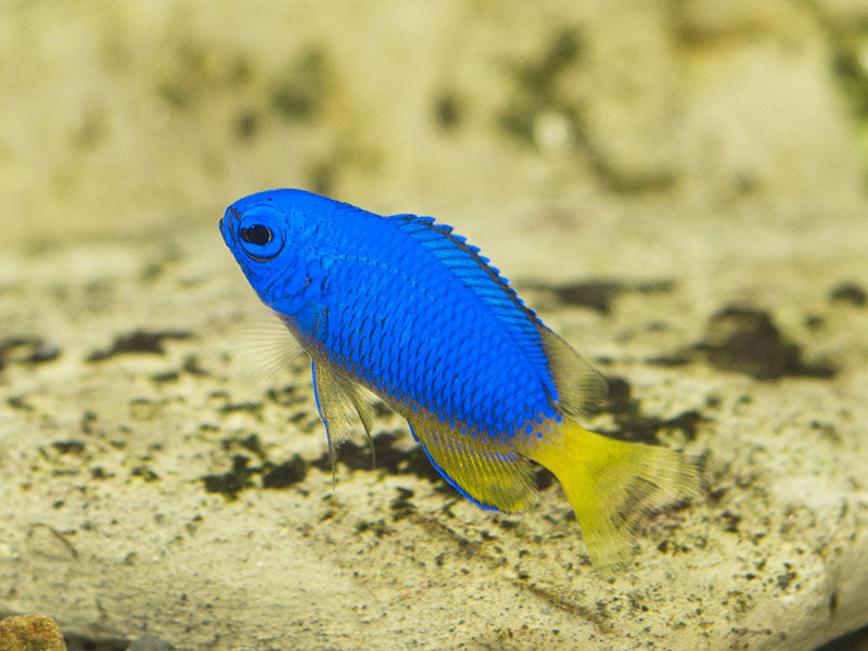 死滅回遊魚 – エンゼル不動産ブログ 死滅回遊魚 – エンゼル不動産ブログ