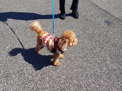 愛犬
