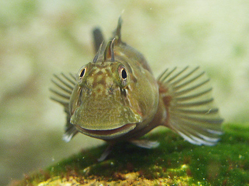 カエルウオ