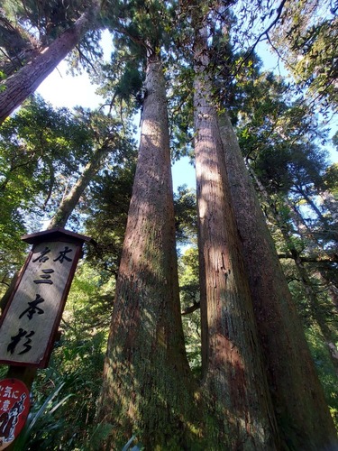 三本杉