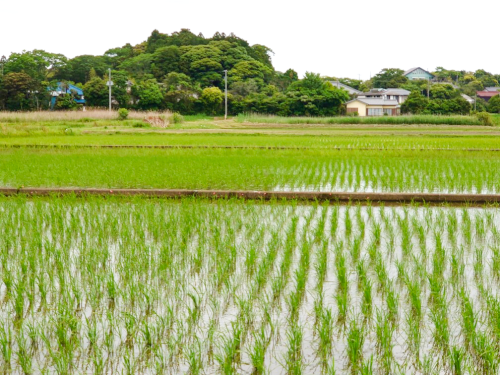 DSC_4099 編集済み 1
