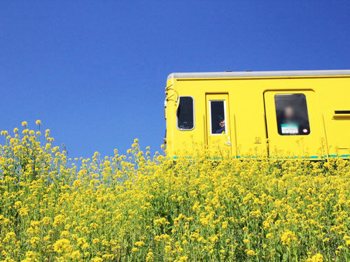 菜の花といすみ鉄道2