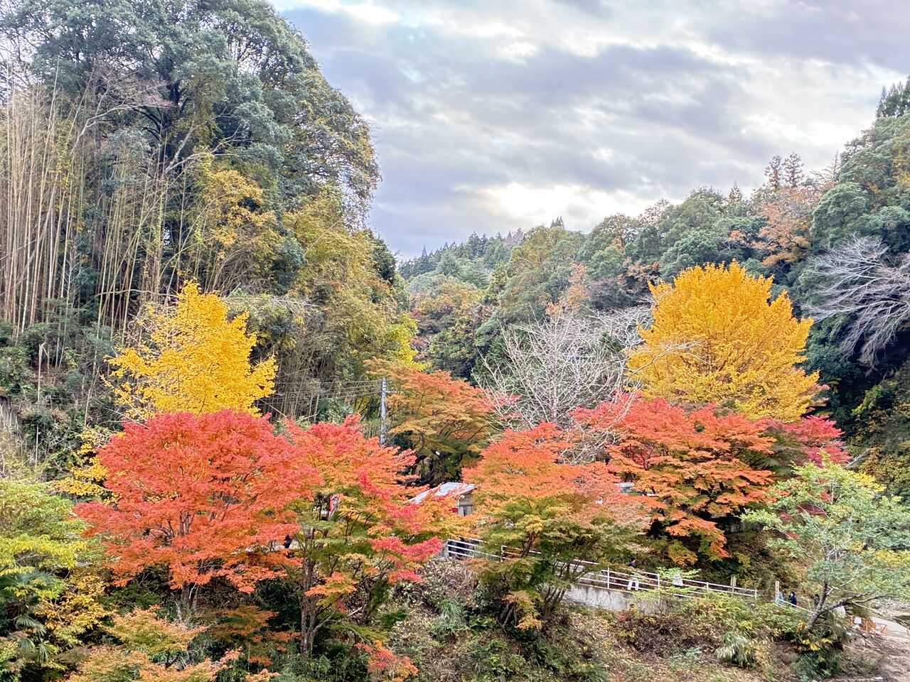 20251122_065031246_iOS