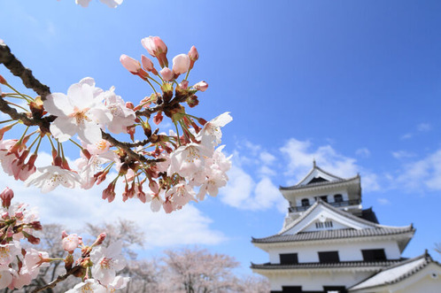 城山公園お花見