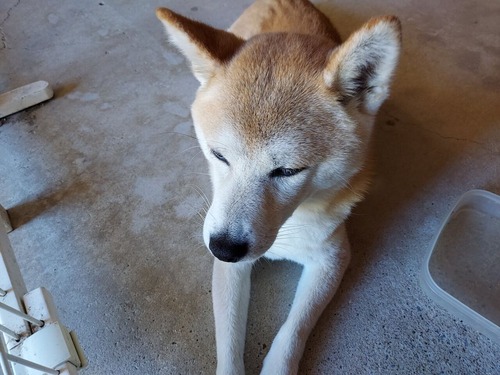 つくねちゃん